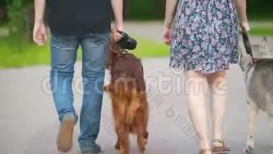 一对带宠物狗的夫妇在<strong>公园里散步</strong>-男人和女人带着爱尔兰赛特犬和哈士奇<strong>散步</strong>