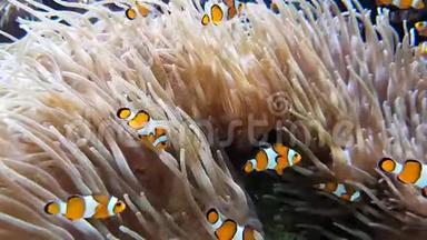 许多小丑鱼和海葵伙伴关系