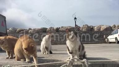 饥饿的猫在希腊港口遇见渔夫船。