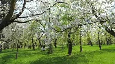 春天开花的白苹果树在花园里慢慢飘落