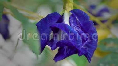 蝴蝶豌豆或蓝豆花草本茶和干蝴蝶豌豆花。