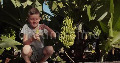 可爱的婴儿吃香蕉，在香蕉农场种植香蕉时微笑。