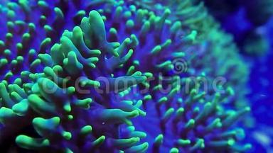 淡色绿色蘑菇珊瑚