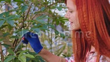 在一个温室里，装饰植物快乐而微笑，<strong>大红</strong>帽园丁在花上放了一些维生素