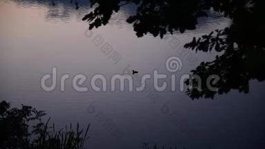 鸭子在夜湖上游泳