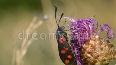 一只长着黑红色翅膀的蝴蝶，坐在一朵花上.. 背景模糊。