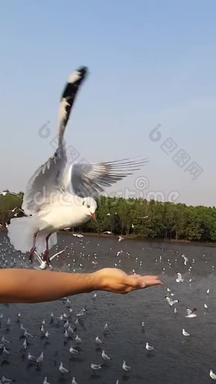一群海鸥<strong>飞来</strong>飞去吃游客带来的食物的视频。