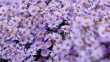 五颜六色的紫丁香紫薇花在秋天的阴天生长和开花，蜜蜂和蝴蝶<strong>飞来</strong>飞去