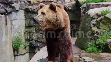 棕熊的特写镜头，湿毛在动物园的鸟舍里来回走动。 愤怒的动物嗅嗅、嗅嗅、舔唇