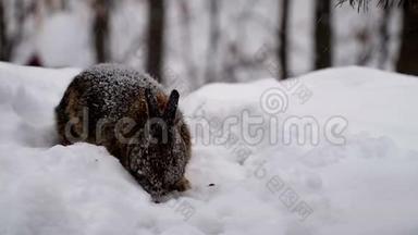 雪鞋兔-美洲豹-或各种野兔在冬天降雪时在雪中觅食。 手持特写剪辑..