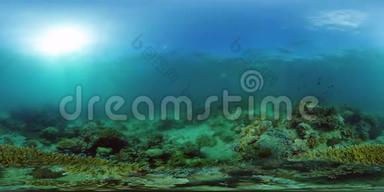 珊瑚礁带鱼水下360VR.. 菲律宾Camiguin