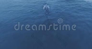 无人机摄像头监控一条灰色鲸鱼出现在水中的红宝石海滩，奥林匹克国家公园，华盛顿，美国