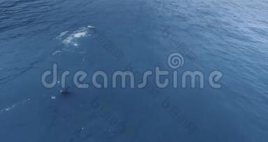 美国华盛顿奥林匹克国家公园鲁比海滩浅海拍摄一头灰鲸