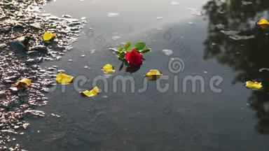 黄色玫瑰花瓣落入水中