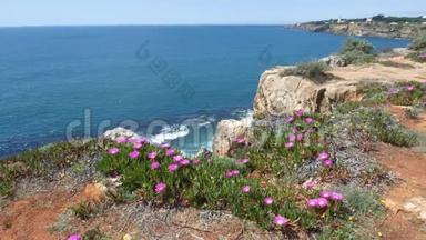 葡萄牙卡斯凯州金秋悬崖边的紫色花朵