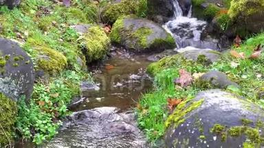 在茂密的<strong>苔藓</strong>和茂盛的<strong>植被</strong>之间有清澈的水流的风景。 青苔坡上的山溪，清新