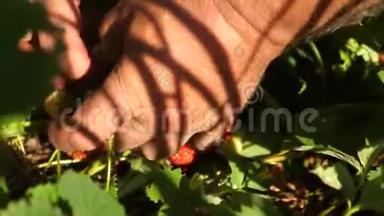 园丁看着一堆草莓。 特写镜头。 农夫采摘成熟的浆果。 园丁`手里拿着草莓