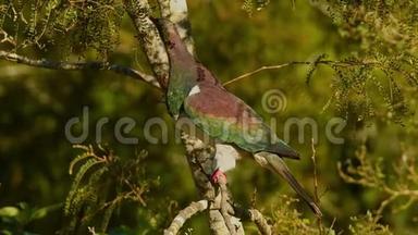 <strong>新西兰</strong>鸽子-Hemiphaganovaeselandiae-kereru坐在<strong>新西兰</strong>的树上觅食。 典型的大鸽种