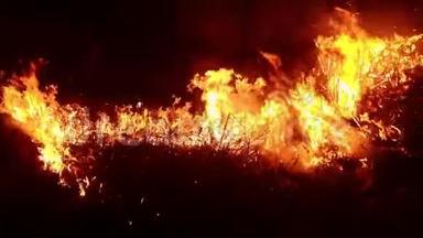 火在燃烧。干<strong>草木</strong>在地里燃烧。包括音频。4K镜头。纵火、灾难和紧急事件的主题