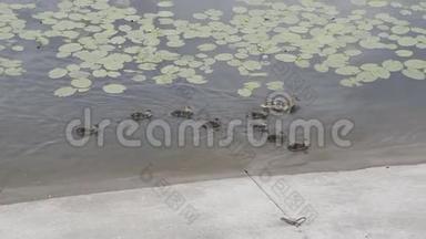灰鸭和小鸭子在湖上游泳。