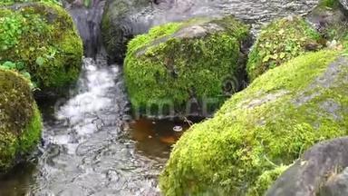 在茂密的苔藓和茂盛的植被之间有清澈的水流的风景。 青苔坡上的山溪，清新