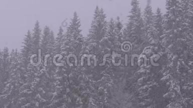冬天降雪在山松林与雪的圣诞树。 慢动作。