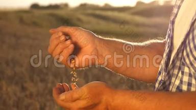 一粒麦子在一个农民的手中，在美丽的夕阳下。 特写镜头。 商人评价质量