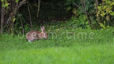 一只兔子吃草，然后跳入篱笆