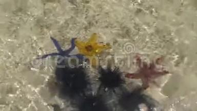 红黄蓝星鱼在沙滩上潜游
