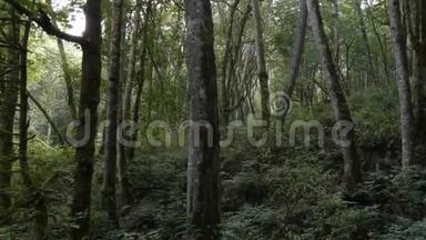 茂密的森林，<strong>高大</strong>的<strong>树木</strong>覆盖着苔藓和蕨类植物