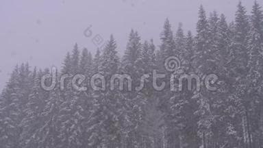 冬<strong>天降</strong>雪在山松林与雪的圣诞树。 慢动作。