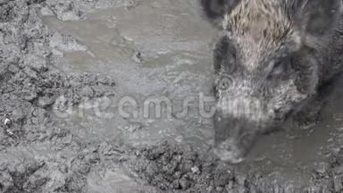 小猪和成年野猪苏斯克鲁法在泥里寻找食物