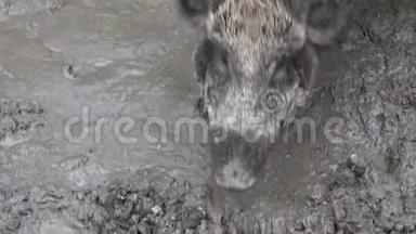 中欧在泥浆中的野猪