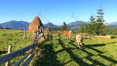 罗马尼亚布科维纳有奶牛的自然山体景观，4k视频