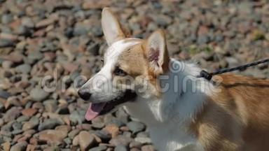 狗威尔士科吉彭布罗克在一个美丽的石头海滩散步。 科吉看着等待。