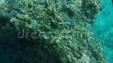 红海的<strong>蓝</strong>绿色珊瑚礁，特写5