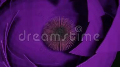 紫色奇花，动画宏图，雌蕊，柱头，移动花瓣，突出颜色在动画，循环，三维