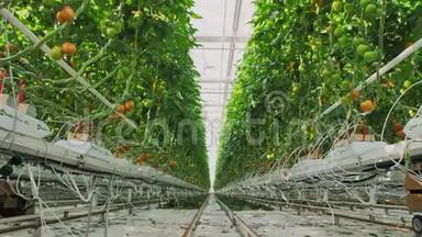<strong>轻型</strong>工业温室，里面有均匀的一排植物。 现代农业：在自动温室里种植西红柿