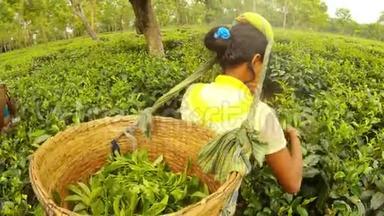 阿萨姆种植园<strong>采茶</strong>女工背上带绿叶的大篮子