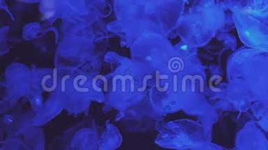 霓虹紫水母用彩色光照射水下。 海水咸水水族馆里的水母。 多种颜色