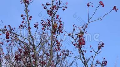 两只鸟画眉画眉在一棵罗文树上摘浆果