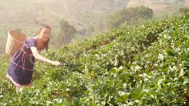 4K. 来自泰国的年轻快乐的亚洲部落妇女，早上在田野种植园采摘草莓到篮子