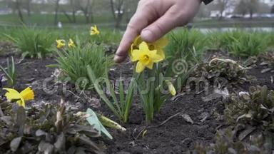 春天`，一个男园丁用手轻轻地抚摸着城市公园花坛上一朵黄色水仙花的花瓣