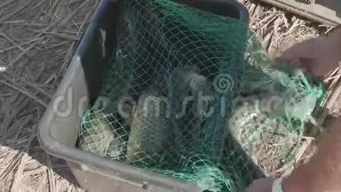 大野腐肉放在桶里的绿网上。 亲近男人`休闲和爱好.. 捕鱼。