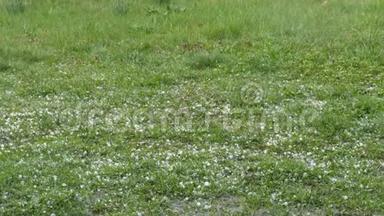 冰雹落在绿草上。 气候变化。 地上的小冰块.. 暴雨和冰雹极端现象