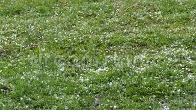 冰雹落在绿草上。 气候变化。 地上的小冰块.. 暴雨和冰雹极端现象