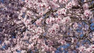 鲜艳的粉色和白色的花在树上，盛开，春天的风景，美丽的背景