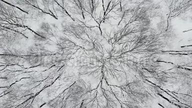 冬季在林地的雪覆盖树上飞行的高空顶降无人机. 4的高空飞碟