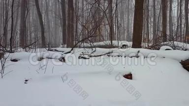 森林景观在<strong>冬季</strong>雪风暴与相机潘。 美丽的树林里的<strong>雪天</strong>气，地面上下着大雪