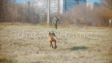 一个人训练他的德国牧羊犬-狗跑在驯兽师和强烈咬紧牙齿的袖子上。